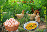 农家土鸡蛋 草鸡蛋农家自养 农家特产纯天然鸡蛋 绿色无污染 健康