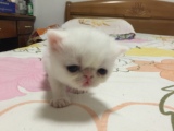 纯种CFA级加菲猫宠物纯白母猫MM宝宝