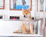 宠物狗日本柴犬 柴犬幼犬 纯种柴犬狗包健康出售赛级日系柴犬