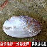 珍珠贝河蚌天然贝壳海螺饰品摆件家居地中海贝壳□大贝壳