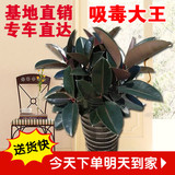 大黑金刚植物大型室内吸甲醛吸尼古丁绿植盆栽橡皮树北京