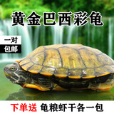 黄金巴西龟彩龟 大乌龟活体宠物龟 水龟招财龟8到24厘米 全品包邮