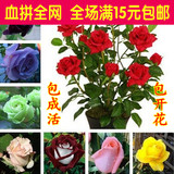 包邮 盆栽植物香水玫瑰苗大苗进口月季苗可食用当年开花苗大花