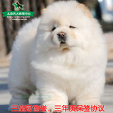 高品质品相的纯种松狮幼犬出售狗狗，奶白黄色肉嘴松狮宠物狗
