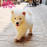 出售纯种萨摩耶微笑天使萨摩耶幼犬澳版熊版中型犬宠物狗狗