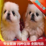 北京犬舍特价出售纯种京巴宠物狗哈巴狗幼犬北京可送到家短毛狗狗