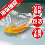 特价纯种锦鲤活体宠物观赏冷风水鱼苗白写黄金龙凤大正13-15厘米