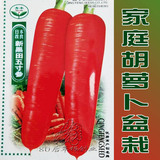 家种 蔬菜种子四季秋播批发冬季 胡萝卜 番茄生菜种子盆栽3克