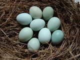 麻羽绿壳种蛋 超鹊山五黑一绿海兰芦花乌鸡油鸡种鸡蛋 受精鸡蛋