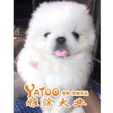 十年老店有视频-纯白色京巴北京犬宠物狗狗幼犬-支持支付宝正常公