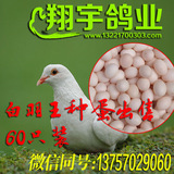 衢州养鸽场白羽王种鸽子蛋受精蛋可孵化白鸽蛋江浙包邮顺丰蛋种蛋