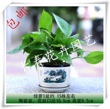 绿萝小盆栽 去除甲醛办公室内桌面 绿色植物创意绿植花卉包邮