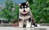 上海阿拉斯加雪橇犬/巨型阿拉斯加/大型犬宠物狗狗宠物犬阿拉斯加