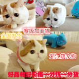 宠物活体猫咪赛级宠物猫波斯猫 加菲猫活体猫咪全国发货