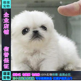 出售纯种北京京巴幼犬赛级宫廷犬超可爱长不大雪白的宠物狗狗24