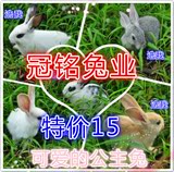 兔子活体小白兔活体宠物兔迷你公主熊猫黑兔小兔包活包健康打疫苗