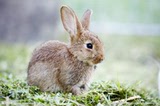 自家繁殖宠物兔子活体纯种迷你兔宝宝侏儒兔小白兔两只包邮包活