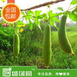 厚肉丝瓜水瓜有机蔬菜种子阳台种菜庭院盆栽种植菜籽30粒