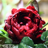 现货！【天然月季园】新品月季苗 皇家胭脂 非常耐热大花玫瑰花苗