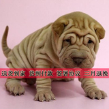 沙皮犬幼犬出售 纯种沙皮幼犬 宠物狗狗活体 家养 货到付款L66