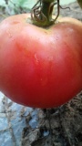 野原生比苹果大西红柿番茄老品种子蔬菜水果自留苗非杂交非转基因
