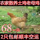 农家散养土鸡2年老母鸡新鲜土鸡肉柴鸡正宗月子鸡乌鸡草鸡包邮