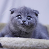 蓝猫 猫咪 小猫 宠物猫 短毛猫 英短 活体 折耳 母猫 英国短毛猫