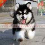 出售精品巨型阿拉斯加纯种大型雪橇犬宠物狗狗棕红灰№黑白花色12