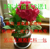 晨曦花卉出售办公室绿化 盆栽花卉 幸运变色花 八仙绣球花苗
