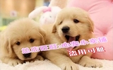 重庆出售金毛狗狗纯种金毛幼犬导盲犬寻回猎犬大型犬宠物狗狗46