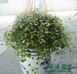 千叶吊兰 花卉盆栽 吸收甲醛净化空气植物 上海送货上门