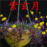 包邮多肉植物【紫玄月】紫佛珠吊兰花卉盆栽绿植防辐射珍珠吊篮