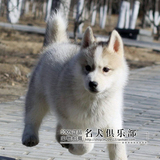家养纯种哈士奇幼犬出售 三火蓝眼哈士奇雪橇犬 纯血统哈士奇犬