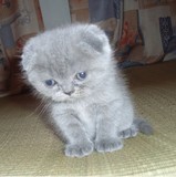 赛级血统 蓝色苏格兰折耳猫/宠物猫 非常可爱的猫咪
