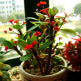 虎刺梅铁海棠绿植花苗带花四季开花阳台盆栽花卉室内客厅绿色植物