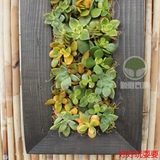 多肉画框花盆 植物墙 垂直绿化装饰 实木手工相框 壁挂肉肉花盆
