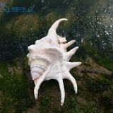 天然贝壳海螺 超大七角螺15-17厘米 家居摆件鱼缸水族箱造景装饰