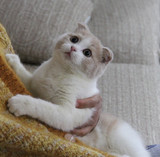 苏格兰折耳猫英短乳色加白  英国短毛猫折耳乳加白 英短乳白种公
