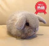 2016垂耳兔活体宠物兔子兔宝宝荷兰兔迷你道奇侏儒自家繁殖小白兔