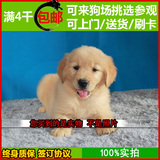 纯种金毛犬 幼犬出售 赛级血统 保健康 适合家养 性格温顺宠物狗