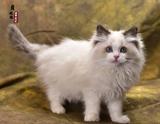 贝妮猫舍 海豹双色 布偶猫 mm满背3个月 带cfa证书