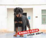 纯种赛级罗威纳犬幼犬出售大骨量聪明活体警犬防暴犬支持视频挑选