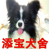 出售纯种蝴蝶犬幼犬/活体宠物狗狗/黄白花黑白花小型犬蝴蝶犬47