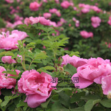 【香水玫瑰苗】食用玫瑰花苗大马士革香水玫瑰可做玫瑰茶提炼精油