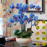 高档室内花卉 正宗4年蓝色蝴蝶兰 蝴蝶兰苗 绿植观花植物兰花苗