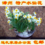 漳州九湖镇水仙花特级种球种子大花球菌包菌种家庭植物种植包邮