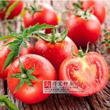 番茄种子 盆栽易种水果种子 红圣女果 黄西红柿沙甜 樱桃番茄籽