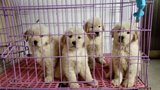 重庆奶白金毛犬纯种导盲幼犬宠物狗活体可送货上门