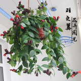 口红吊兰 盆栽绿植花卉 室内阳台吸甲醛净化空气观花植物垂吊花草
