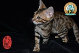 孟加拉豹猫幼猫金豹豹点活体包健康100%实物拍摄支持视频小公猫